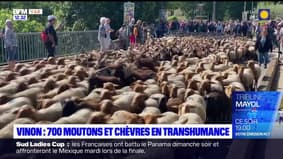 Vinon-sur-Verdon: 700 moutons et chèvres en transhumance dans le Var