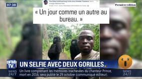 Un selfie avec deux gorilles