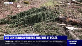 Des centaines d'arbres abattus et volés dans une forêt de l'Ariège