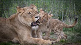 Une lionne et son petit au parc zooloogique Planète Sauvage près de Nantes, le 29 mars 2023 (photo d'illustration)