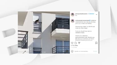 Un chat tombe du 3e étage après avoir été enfermé plus de deux jours sur un rebord de fenêtre.