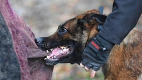 "Les personnes utilisant les chiens de fonction particulière, de garde et de défense, sont plus à risque que les autres", selon l'Anses. (Photo d'illustration)
