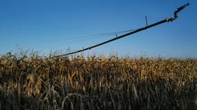 Un champs de maïs frappé par la sécheresse, près de Lyon, le 3 octobre 2023.