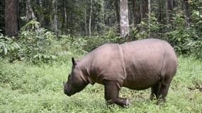 Un rhinocéros de Sumatra, en Indonésie, en novembre 2016.