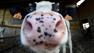 4000 vaches vont être transportées par avion vers le Qatar.