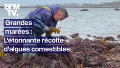  TANGUY DE BFM - Grandes marées en Bretagne: l'étonnante récolte d'algues comestibles 