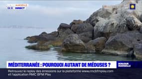 Méditerranée: pourquoi autant de méduses?