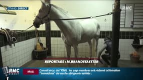 "Ils ont retiré tout l’appareil utérin de façon chirurgicale": les éleveurs de chevaux inquiets face aux mutilations non-résolues d'une vingtaine d'équidés