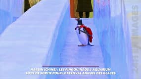 L'arrivée "glissante" d'un pingouin pour le festival "des glaces" en Chine