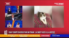 À vous de choisir : Chat coupé en deux par un train, la SNCF face à la justice - 19/06