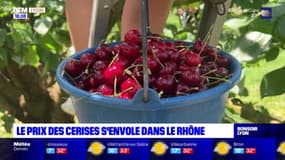 Le prix des cerises s'envole dans le Rhône 