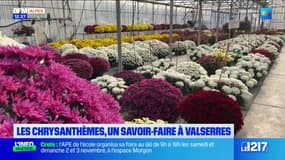 Hautes-Alpes: les chrysanthèmes, un savoir-faire à Valserres