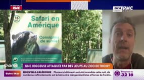 "C’est extrêmement rare": Pierre Rigaux, naturaliste, rassure au sujet des risques d'attaques de loup en France