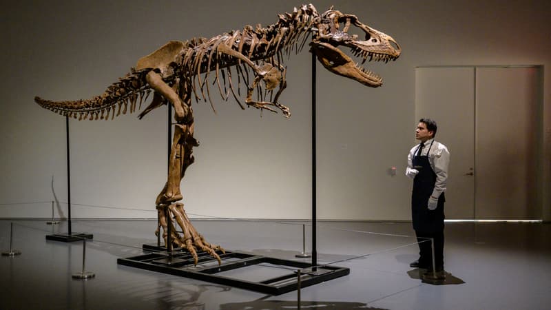 Etats-Unis: un squelette de Gorgosaurus vendu 6,1 millions de dollars à New York