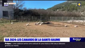 SIA 2024: les canards de la Sainte-Baume se préparent à rayonner