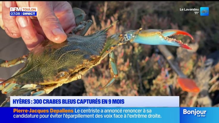 Hyères : 300 crabes bleus capturés en 9 mois