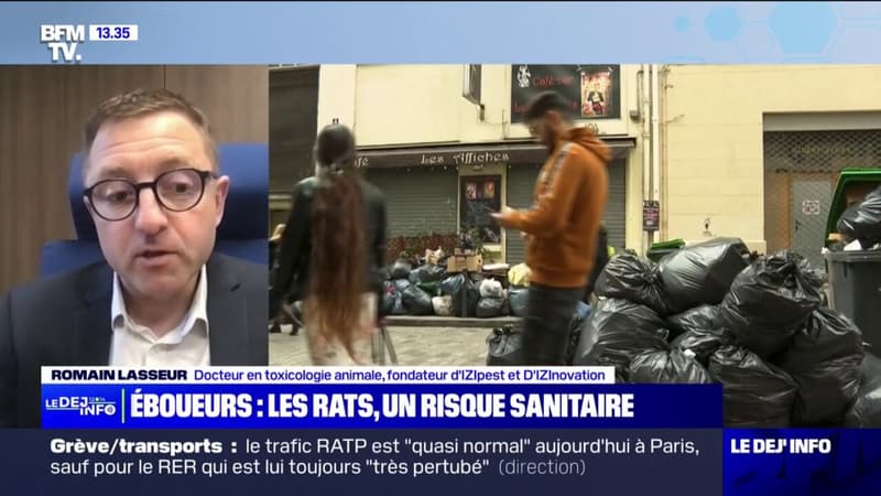 Grève des éboueurs: "Le risque sanitaire est bien réel", alerte Romain Lasseur, docteur en toxicologie animale, sur la question des rats