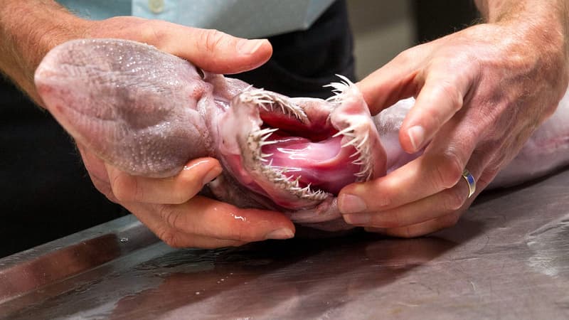 Requin-lutin. Le responsable des collections de poissons de l'Australian Museum le trouve "beau". Et vous?