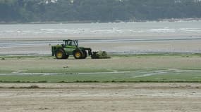 Depuis le début de l'été, 32.000 m3 d'algues vertes ont été ramassées en Bretagne...