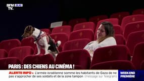 Paris: des chiens au cinéma !