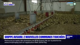 Pas-de-Calais: la zone de contrôle étendue après la découverte de nouveaux cas de grippe aviaire