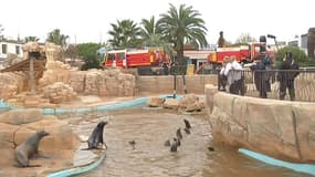 Les otaries du Marineland d'Antibes dans les eaux boueuses. 