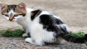 Le chat avait dû finalement être euthanasié.