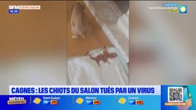 Cagnes-sur-Mer: des chiots du Salon des animaux de compagnie tués par un virus