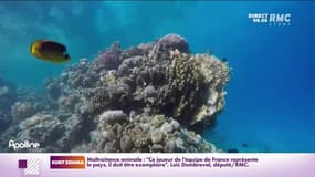 "La haute-mer est un far-west": l'avenir des mers se joue à Brest à l'occasion du sommet "Un océan"