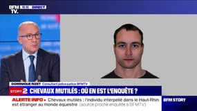 Chevaux mutilés: l'individu interpellé dans le Haut-Rhin est étranger au monde équestre