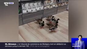 À Canet-en-Roussillon, ces 7 canards ont fait irruption dans un magasin bio pour picorer des graines 