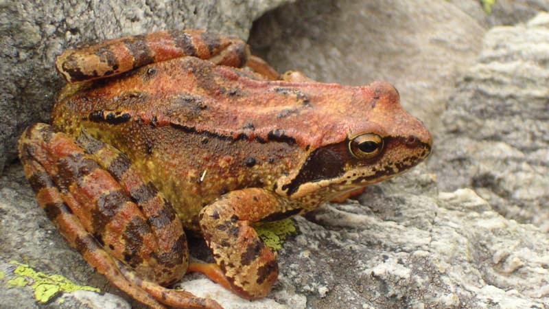 Grenouille rousse