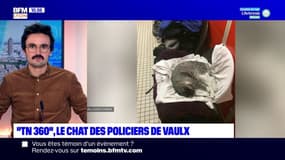 "TN 360", le chat des policiers de Vaulx-en-Velin