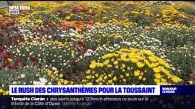 Hauts-de-France: le rush des chrysanthèmes pour La Toussaint