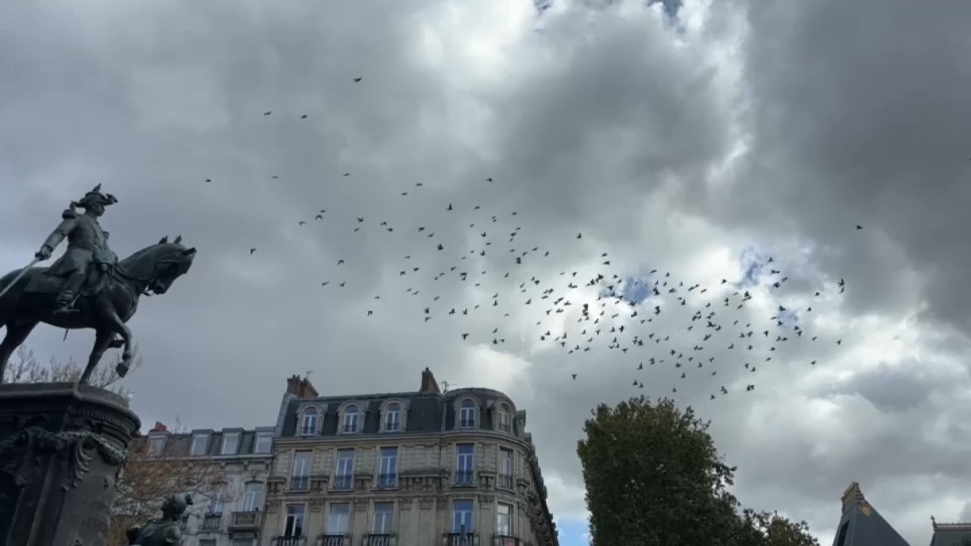 PAS-DE-CALAIS: DES PIGEONS EUTHANASIÉS ET "ENTASSÉS DANS DES CAISSONS", DÉNONCE UNE ASSO ÉCOLOGISTE