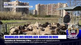 Mandelieu-la-Napoule: des brebis installées au cœur de la ville