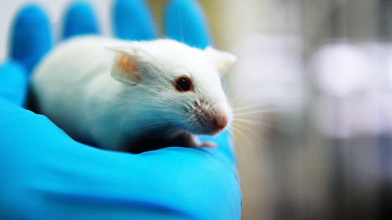 Une souris de laboratoire en octobre 2013 (photo d'illustration)