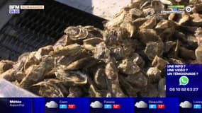 Des huîtres de Normandie interdites à la vente