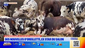 Orne: qu'est devenue Oreillette, l'égérie du Salon de l'agriculture 2024?