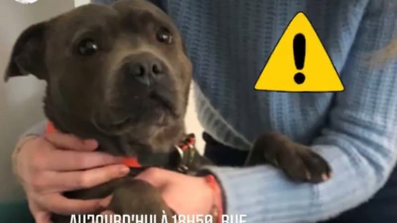 La chienne Blouma, mascotte de la comédie "Five"