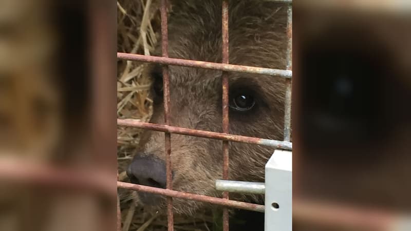 L'ourson récupéré ce lundi 10 juin 2019 à Couflens, en Ariège. 