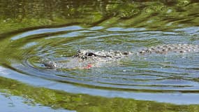 Un alligator dans un étang américain (image d'illustration)