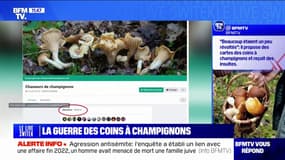 Est-ce qu'il existe vraiment une guerre de coins à champignons?  BFMTV répond à vos questions