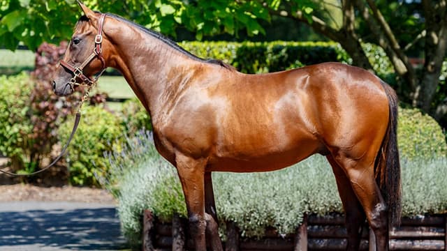 Le yearling en question est né en janvier 2016