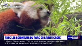   L'été chez nous - avec les soigneurs du parc de Sainte-Croix