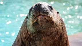 Laska, doyen des otaries de Steller à Marineland, a été euthanasié ce week-end.