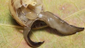 Un ver plat (Platydemus manokwari) s'atttaquant à un escargot.