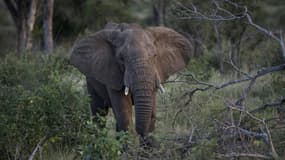 Un éléphant aux abords de Skukuza, dans le parc Kruger, le 3 avril 2022