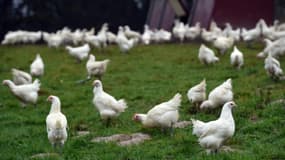 Des poulets de Bresse, le 18 décembre 2014 dans une ferme à Viriat, dans l'est de la France