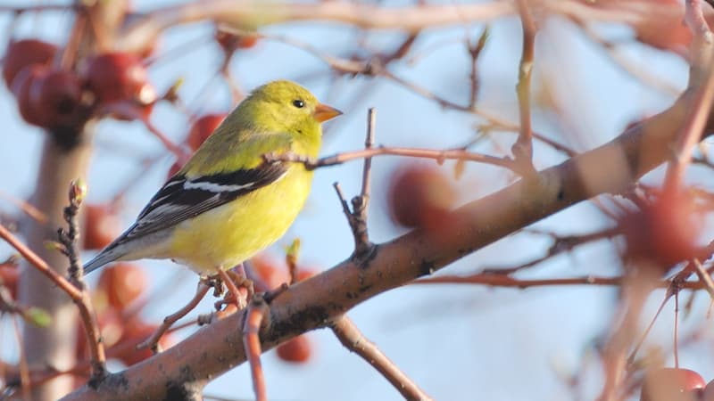 Un chardonneret jaune, une espèce dont la population a grandement diminué en quelques décennies en Amérique du Nord